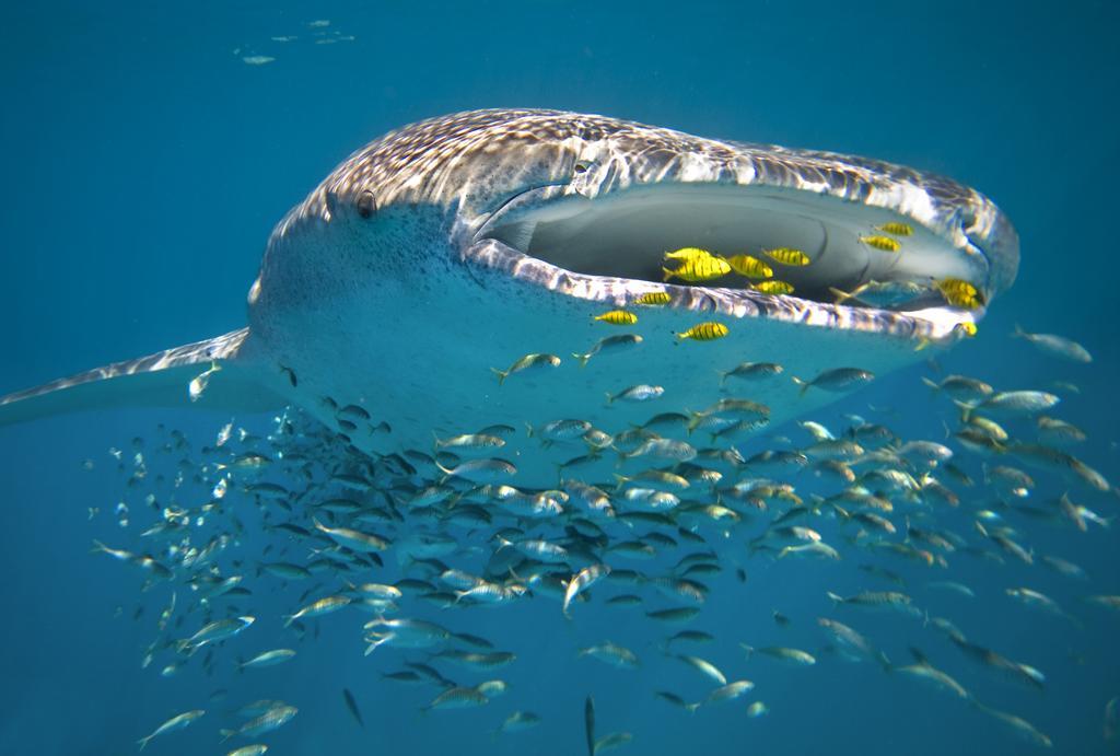 Sal Salis Ningaloo Reef Hotel Exmouth Luaran gambar